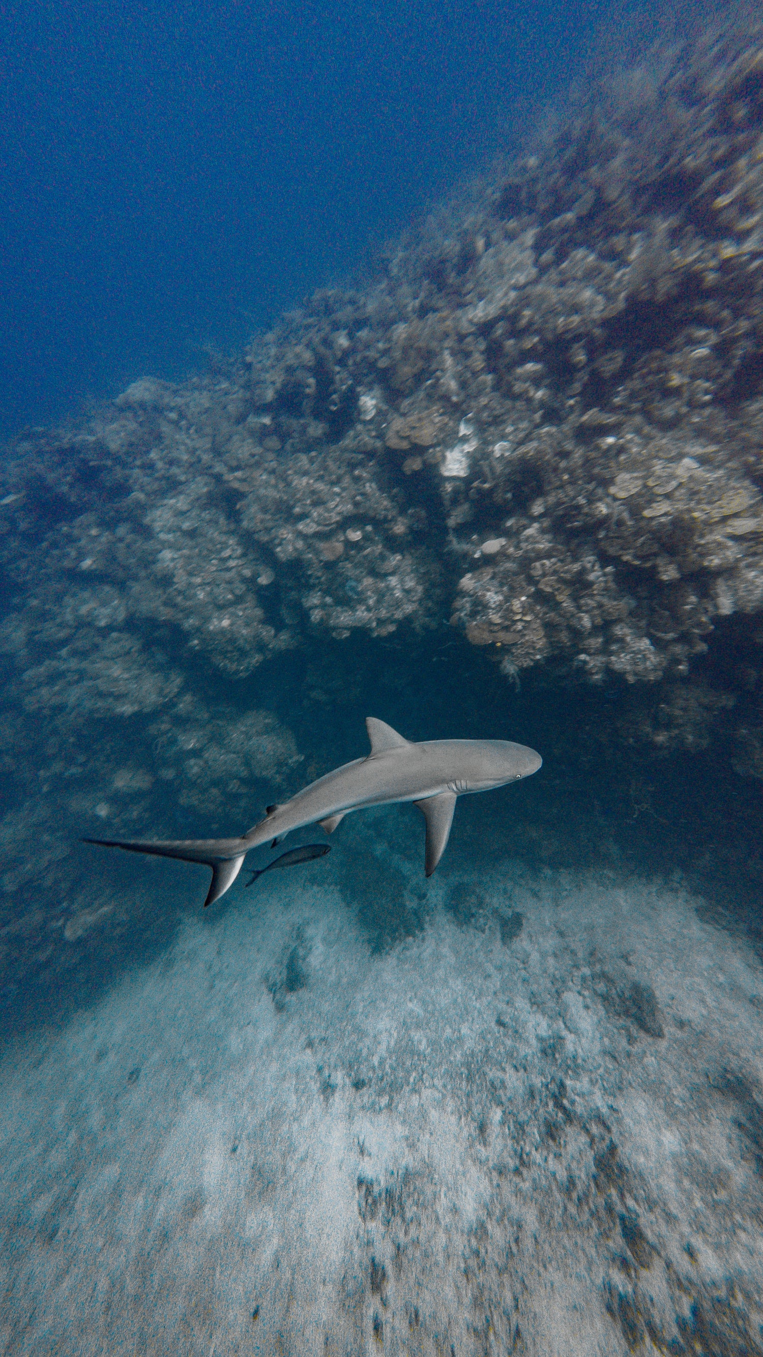 RESERVA TU VIAJE A PLAYA DEL CARMEN