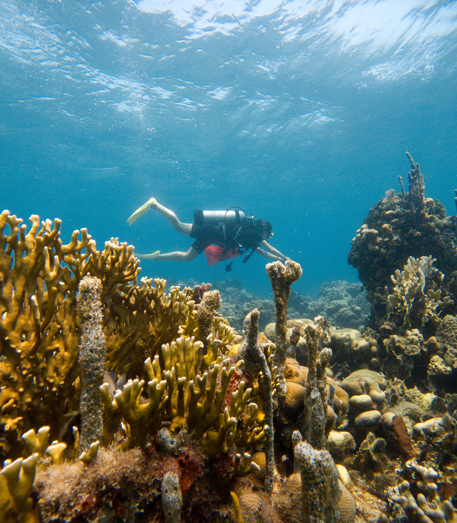 DISCOVERY SCUBA DIVING