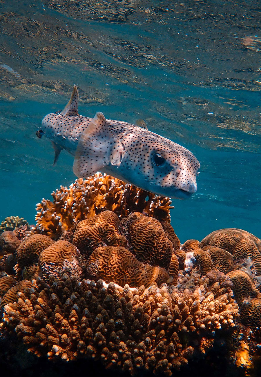 Certificación advanced open water diver  Reserva tu cupo
