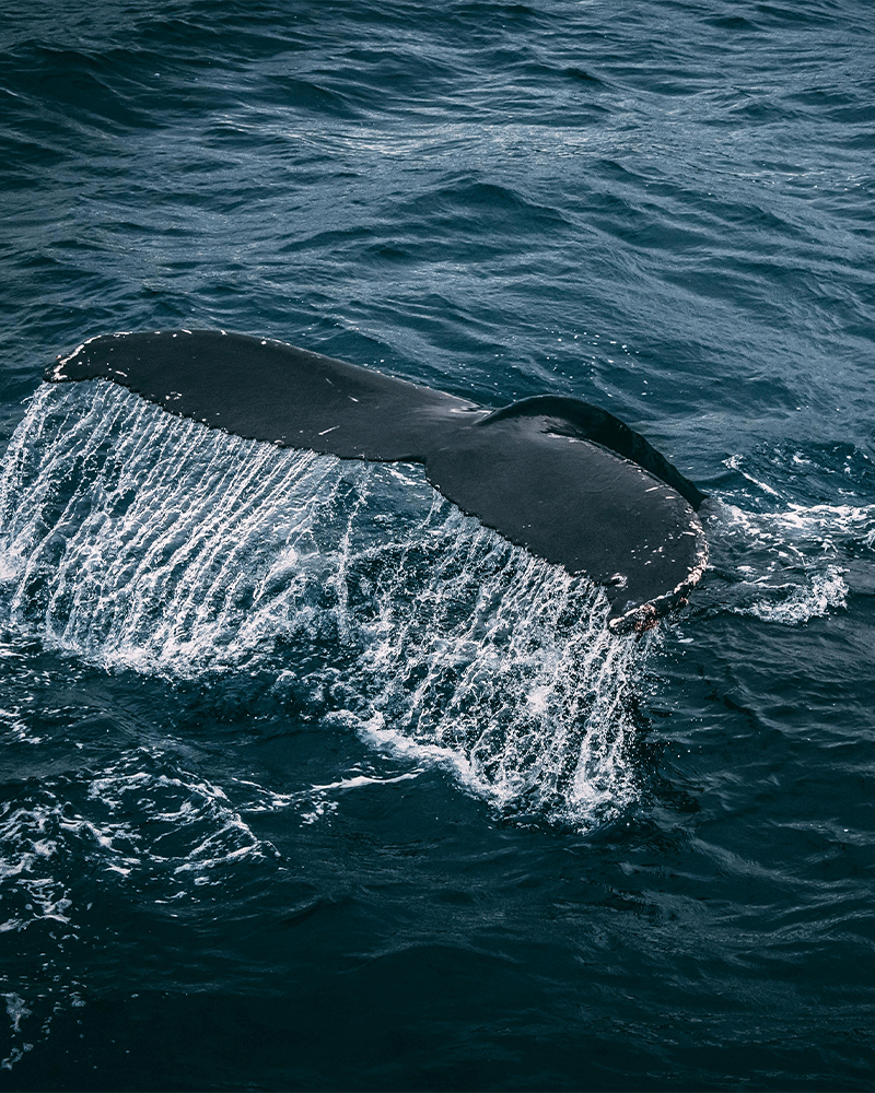 Whales, Culture and yoga