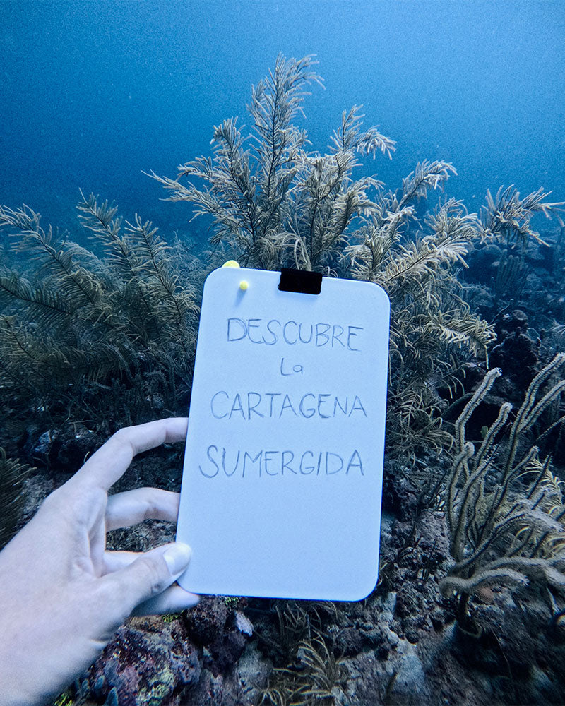 Certificación Open Water Diver  Reserva tu cupo