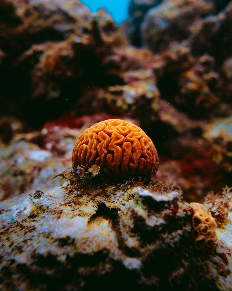 Certificación Open Water Diver  Reserva tu cupo