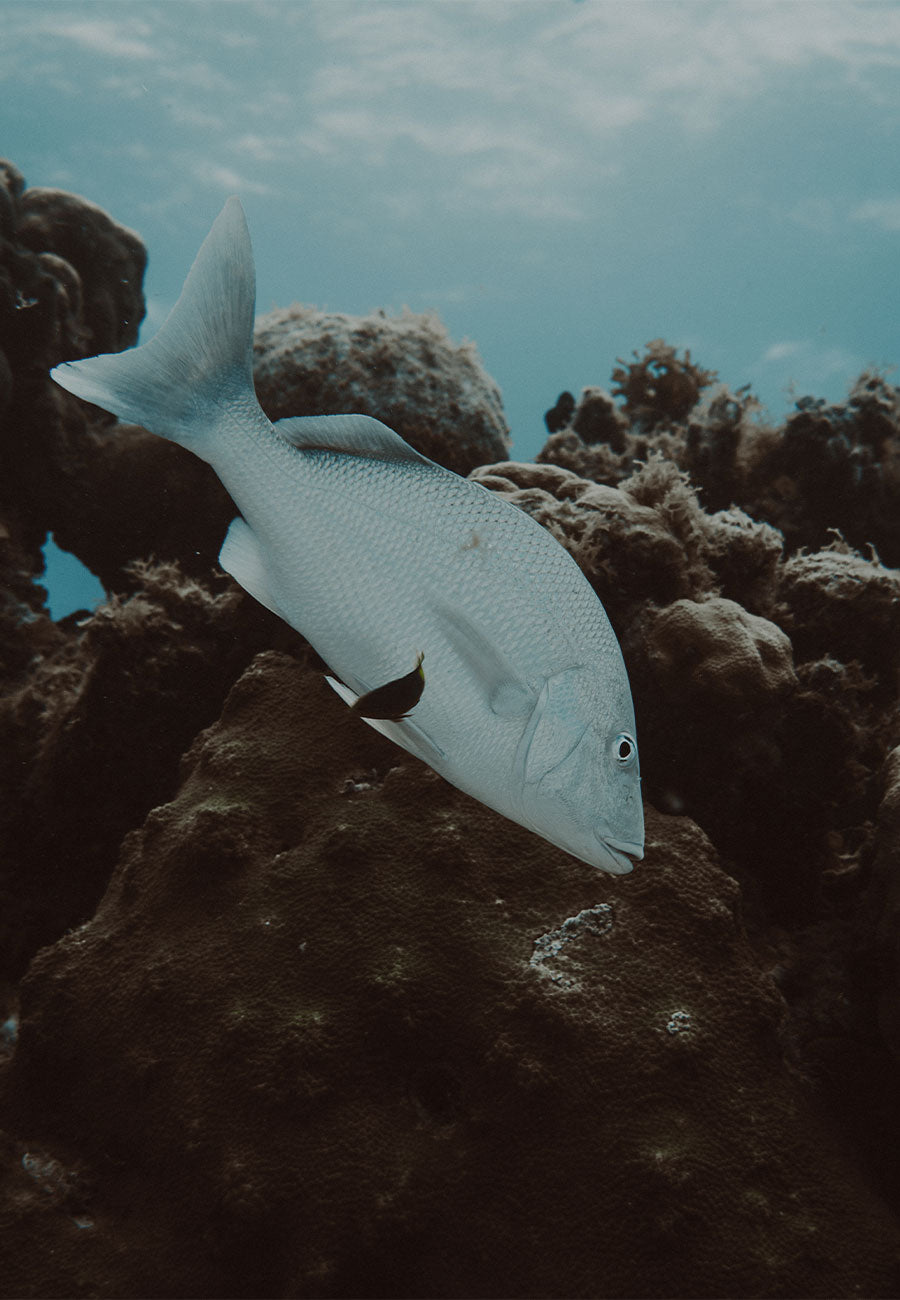 FUNDIVE / BUCEO DOBLE (BUZOS CERTIFICADOS)